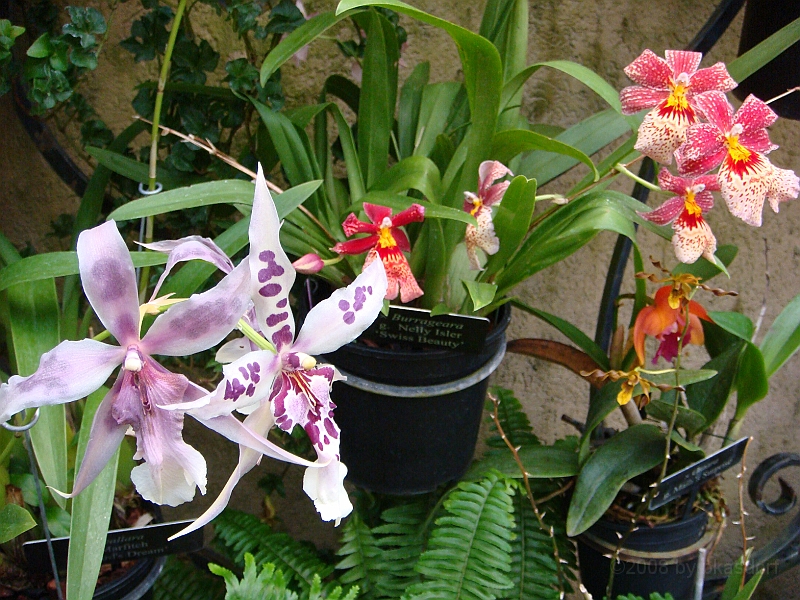 377 Longwood Gardens [2008 August 23].JPG - Longwood Gardens in Pennsylvania